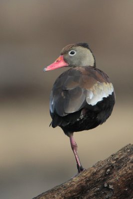 Black-bellied Whistling-Duck