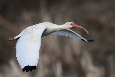 White Ibis