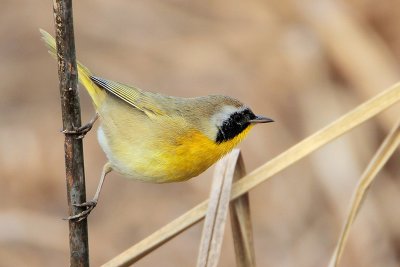 Common Yellowthroat