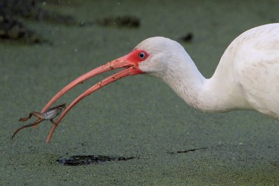 White Ibis