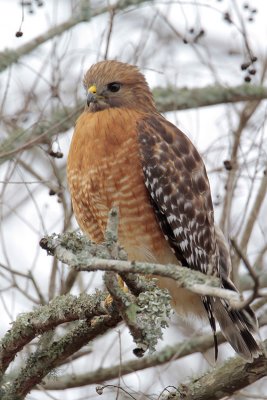 Red-shouldered Hawk