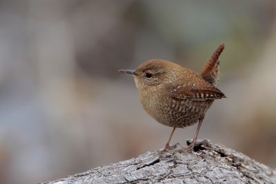 Winter Wren