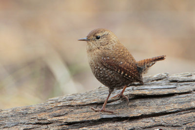 Winter Wren