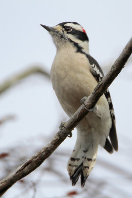 Downy Woodpecker