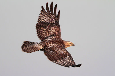 Red-tailed Hawk