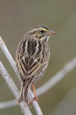 Savannah Sparrow