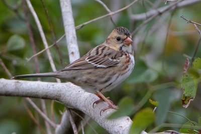 Harris's Sparrow