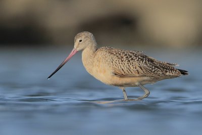 Marbled Godwit