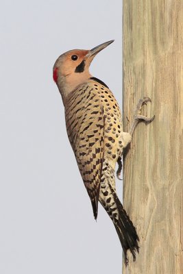 Northern Flicker