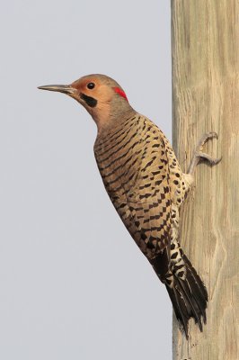 Northern Flicker