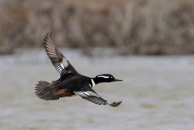 Hooded Merganser