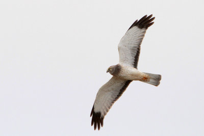 Northern Harrier