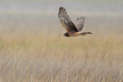 Northern Harrier