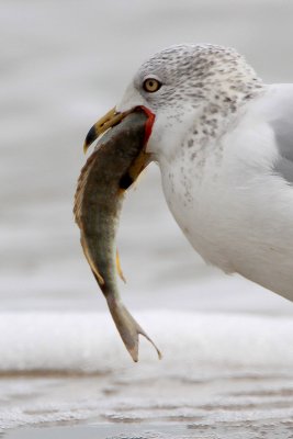 Ring-billed Gull