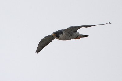 Peregrine Falcon