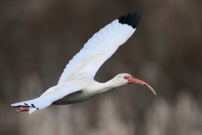 White Ibis