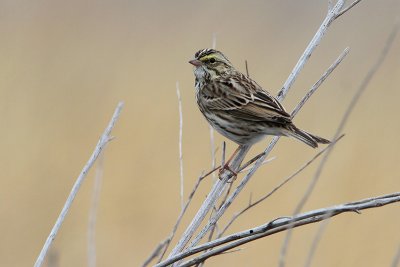 Savannah Sparrow