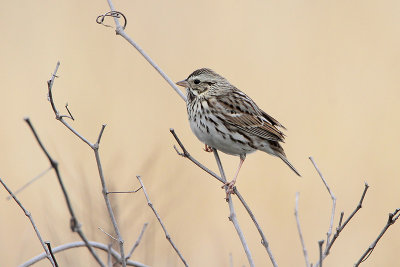 Savannah Sparrow