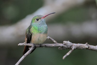 Buff-bellied Hummingbird