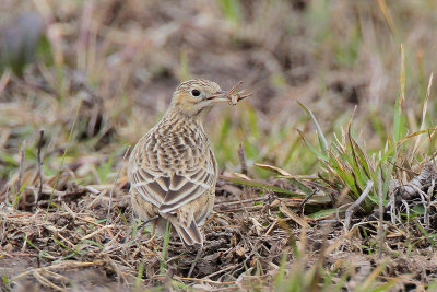 Sprague's Pipit