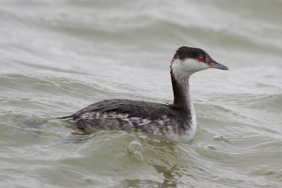 Horned Grebe