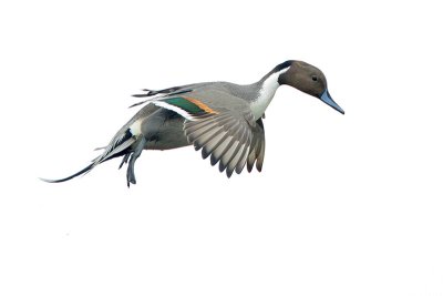 Northern Pintail