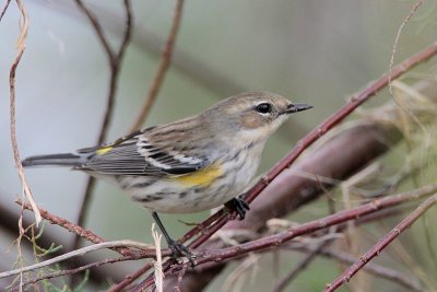 Yellow-rumped Warbler