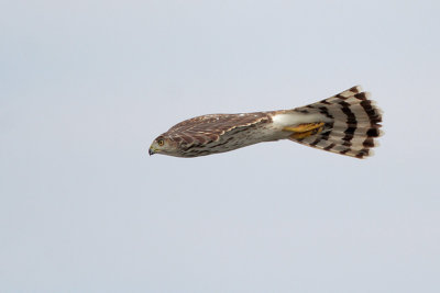 Sharp-shinned Hawk