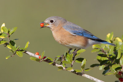 Eastern Bluebird