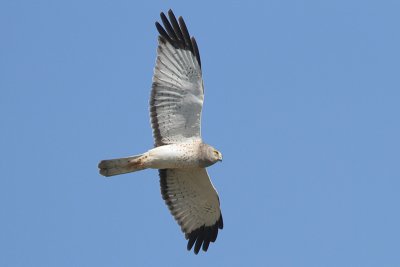 Northern Harrier