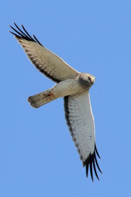 Northern Harrier