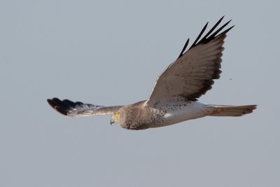 Northern Harrier