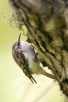 Brown Creeper