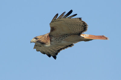 Red-tailed Hawk