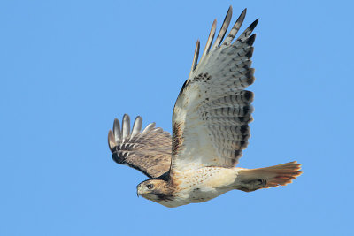 Red-tailed Hawk