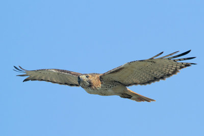 Red-tailed Hawk