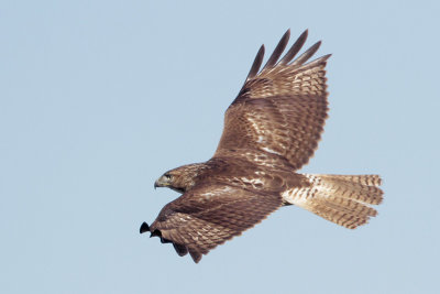 Red-tailed Hawk