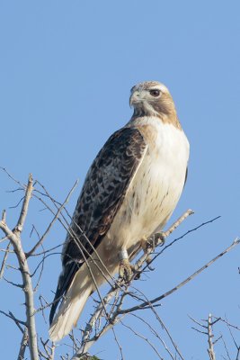 Red-tailed Hawk