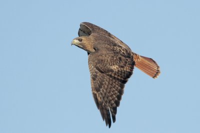 Red-tailed Hawk