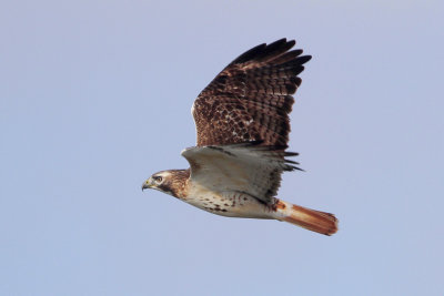 Red-tailed Hawk