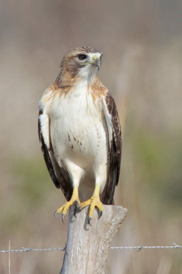 Red-tailed Hawk