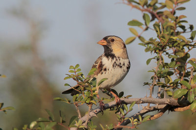 Harris's Sparrow