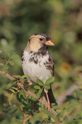 Harris's Sparrow