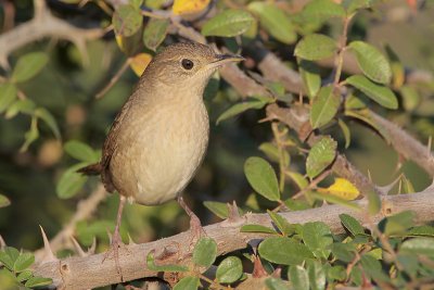 House Wren