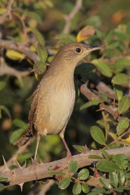 House Wren