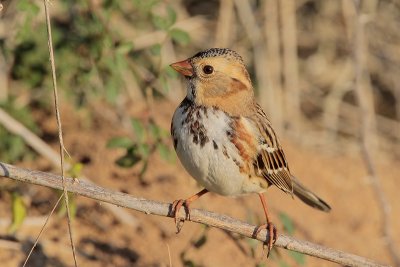 Harris's Sparrow