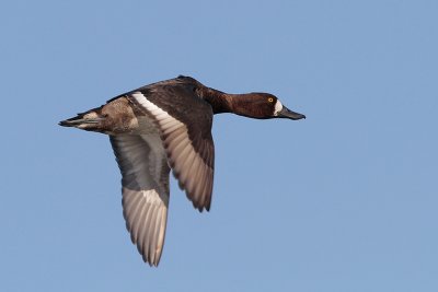 Lesser Scaup