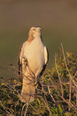 Red-tailed Hawk