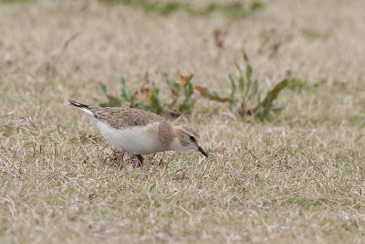 Mountain Plover