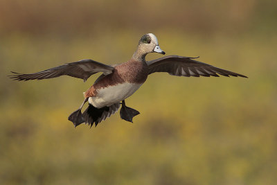 American Wigeon